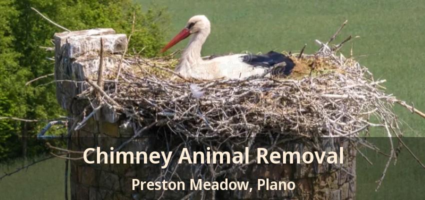 Chimney Animal Removal Preston Meadow, Plano - TX Chimney Animal Removal Preston Meadow, Plano - TX