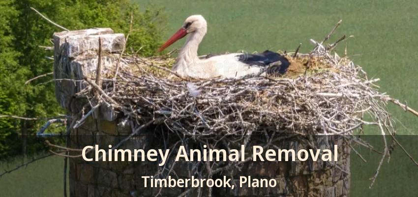 Chimney Animal Removal Timberbrook, Plano - TX Chimney Animal Removal Timberbrook, Plano - TX